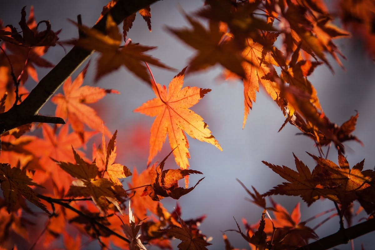 Canadian autumn maple leaves - life for American expats in Canada