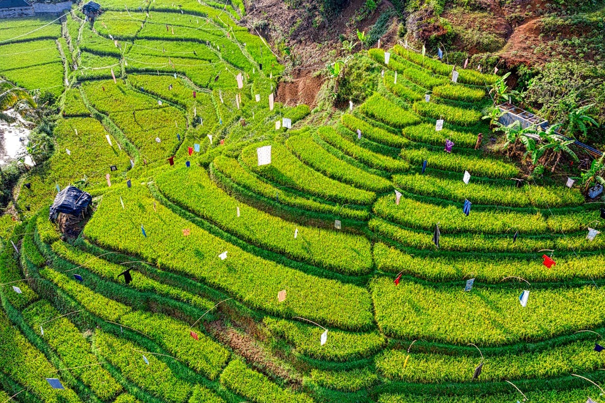Aerial view of Bali rice terraces Indonesia - the landscape that draws expats and digital nomads
