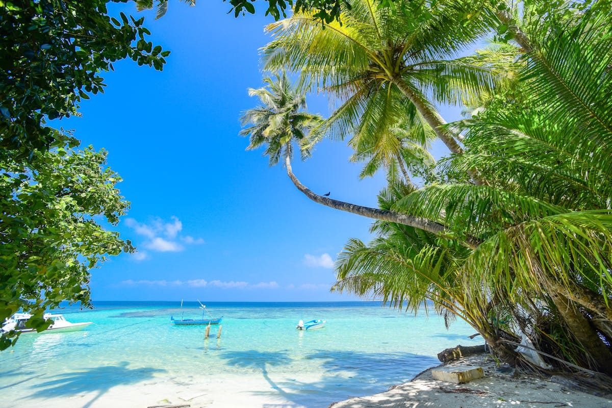 Tropical beach with palm trees and turquoise water along the Belize coastline