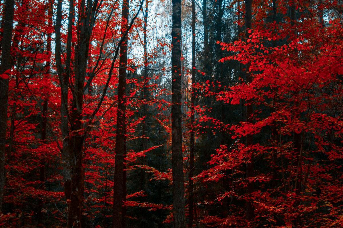 New Zealand scenic landscape with mountains and lake